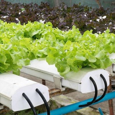 Progettazione di serre a pellicola di coltura senza suolo per verdure e metodo di riscaldamento temporaneo