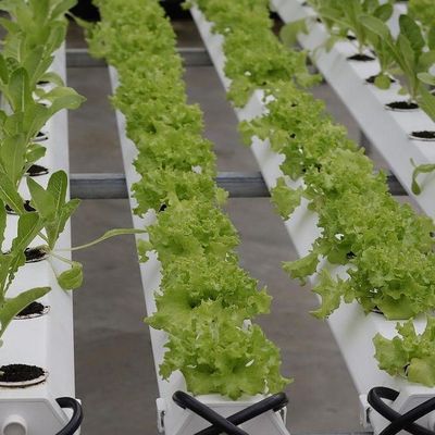 Progettazione di serre a pellicola di coltura senza suolo per verdure e metodo di riscaldamento temporaneo