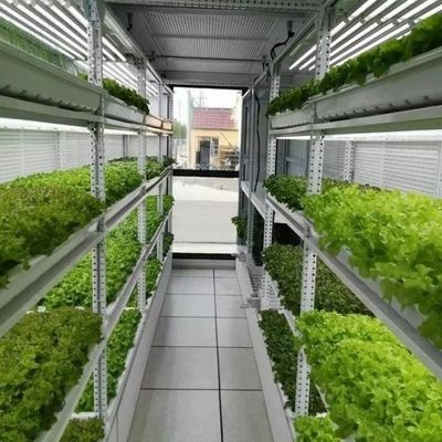 Customizzazione dei sistemi di contenitori di mangimi idroponici in serra per prestazioni ottimali