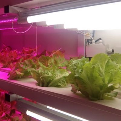Sistema di coltivazione commerciale di microgreene per la coltivazione idroponica in ambienti chiusi con serra in contenitore JX