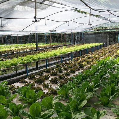 Serra a forma di tetto a arco multi-span per la coltivazione idroponica a temperatura controllata