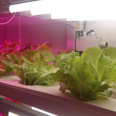 Soluzione idroponica di mangimi e ortaggi frutta fiori per serre in contenitore JX