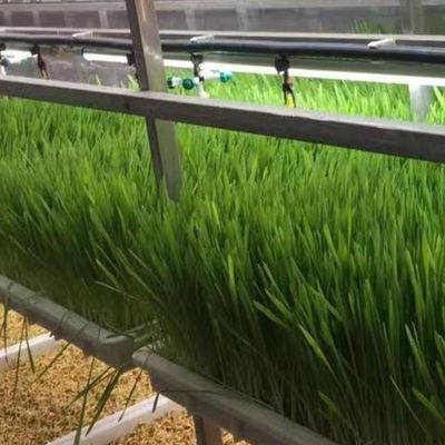 Soluzione idroponica di mangimi e ortaggi frutta fiori per serre in contenitore JX
