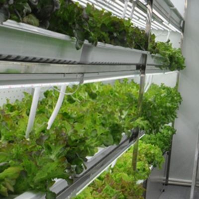 Soluzione idroponica di mangimi e ortaggi frutta fiori per serre in contenitore JX