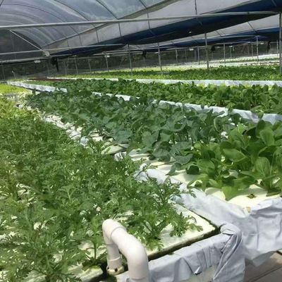 Serra per pellicole commerciali con coltivazione idroponica