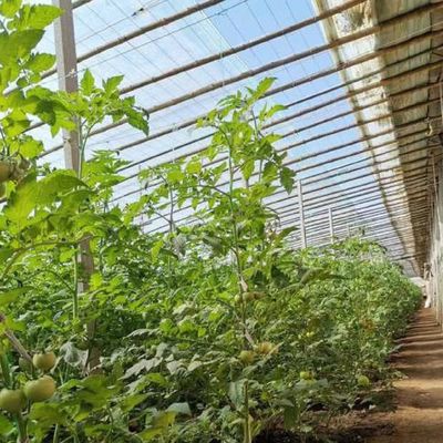 Tetti ad arco Acquicoltura Film vegetale Luce solare Serra per fiore di fragole USA