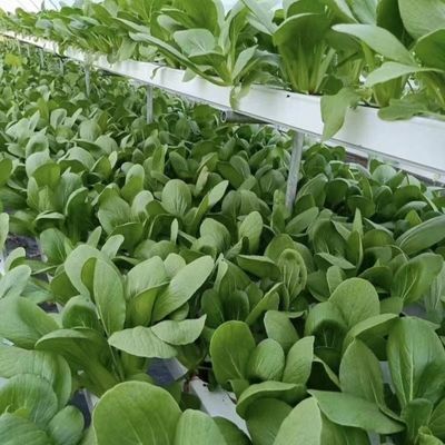 Tetti ad arco Acquicoltura Film vegetale Luce solare Serra per fiore di fragole USA