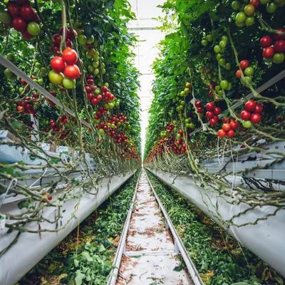 Tetti ad arco Acquicoltura Film vegetale Luce solare Serra per fiore di fragole USA