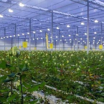Sistema di illuminazione per serre in contenitore Pacchetto Peso lordo 2000.000kg Valuta US