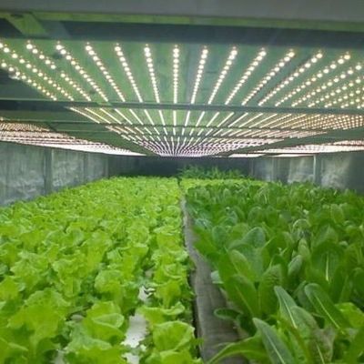 Sistema di illuminazione per serre in contenitore Pacchetto Peso lordo 2000.000kg Valuta US