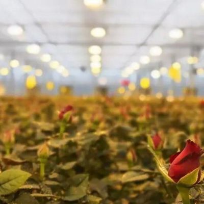Sistema di illuminazione per serre in contenitore Pacchetto Peso lordo 2000.000kg Valuta US