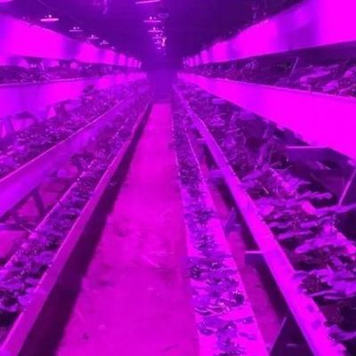 Sistema di illuminazione per serre in contenitore Pacchetto Peso lordo 2000.000kg Valuta US
