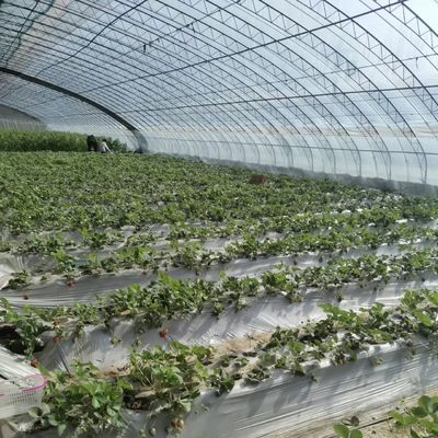 Serra multi-span per un impianto ottimale con irrigazione a goccia e luce solare inclusa