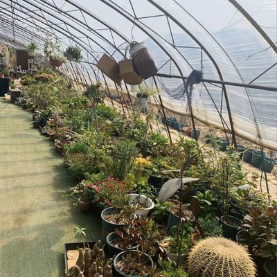 Sistema di serra idroponica a pellicola vegetale personalizzabile per efficienza multi-span