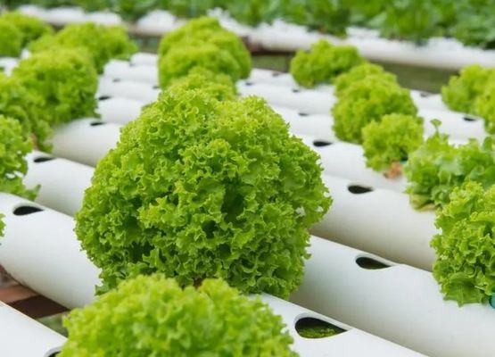 Struttura in acciaio contenitore idroponico serra Juxiang 40hq per materiali da costruzione