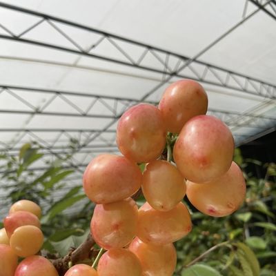 Serre acquaponica a tetto ad arco per l'irrigazione e la piantagione di fiori