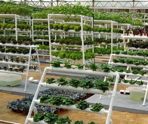 Serra a forma di tetto con sistema idroponico all'interno del vostro budget