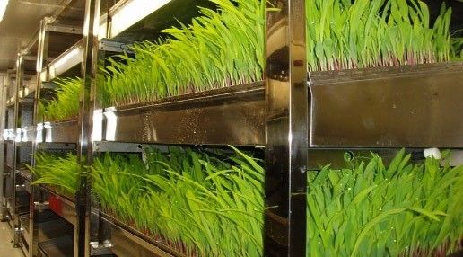 Casa contenitore per la coltivazione di verdure a foglia doppio strato e in forma di tetto prestazioni
