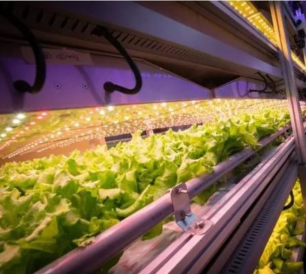 Casa contenitore per la coltivazione di verdure a foglia doppio strato e in forma di tetto prestazioni