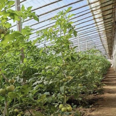 Acquaponica Piantagione di fiori Irrigazione di spuma Vegetale Luce solare Serra per uso commerciale
