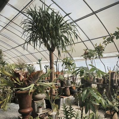 Acquaponica Piantagione di fiori Irrigazione di spuma Vegetale Luce solare Serra per uso commerciale