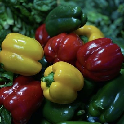 Acquaponica Piantagione di fiori Irrigazione di spuma Vegetale Luce solare Serra per uso commerciale