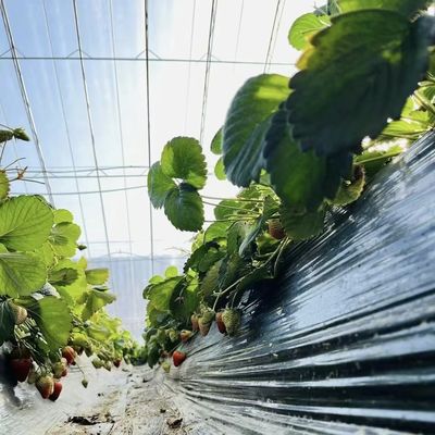 Pacchetto Peso lordo 100.000 kg Serra idroponica a fiore di fragole con rivestimento a pellicola
