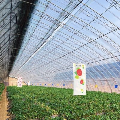 Pacchetto Peso lordo 100.000 kg Serra idroponica a fiore di fragole con rivestimento a pellicola