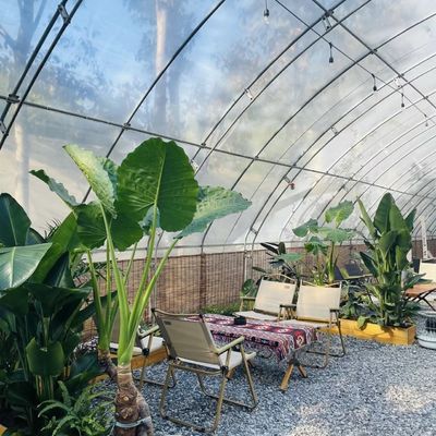 Acquaponica commerciale Serra per la luce solare Irrigazione di spargimento Produzione vegetale