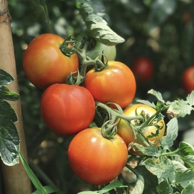 Acquaponica commerciale Serra per la luce solare Irrigazione di spargimento Produzione vegetale