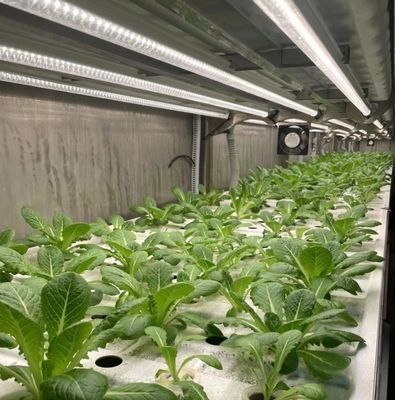 40hq Contenitore Reefer Serra per ortaggi a foglia Ambiente ottimale di coltivazione