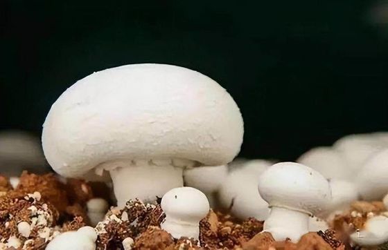 Giardino contenitore per la spedizione di verdure a foglia con tetto a forma e opzione di personalizzazione