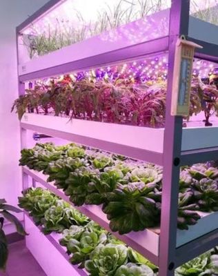 Giardino contenitore per la spedizione di verdure a foglia con tetto a forma e opzione di personalizzazione