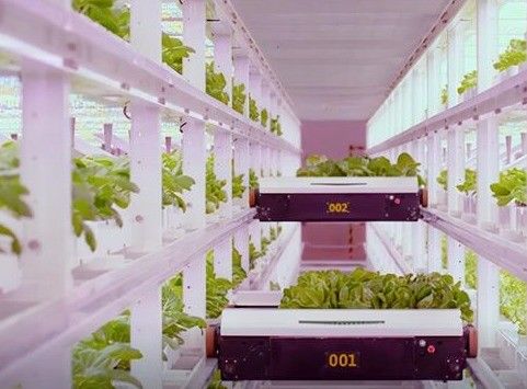 Giardino contenitore per la spedizione di verdure a foglia con tetto a forma e opzione di personalizzazione