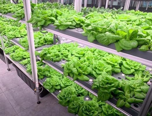 Giardino contenitore per la spedizione di verdure a foglia con tetto a forma e opzione di personalizzazione