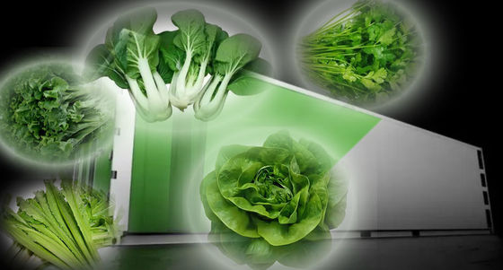 Giardino contenitore per la spedizione di verdure a foglia con tetto a forma e opzione di personalizzazione