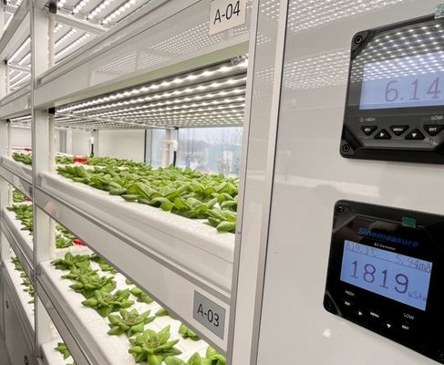 Casa contenitore per la coltivazione di ortaggi a foglia Tecnologia di coltivazione idroponica
