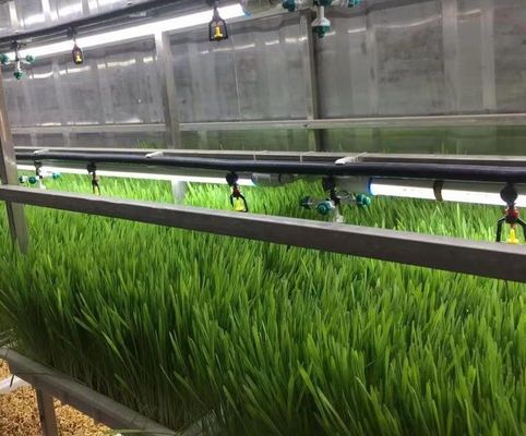 Contenitore portatile per la spedizione di verdure a foglia in acciaio per materiali da costruzione