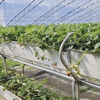 Fiore in foglio di plastica luce solare serra irrigazione a goccia per un'irrigazione costante