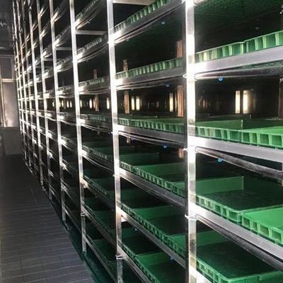Serra a contenitori multi-span JX-CG-12 per verdure a foglia entro il vostro budget