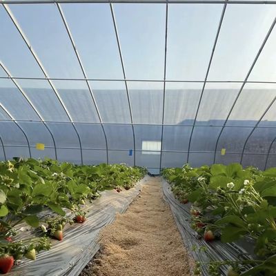 Serra per la coltivazione di fiori a pellicola vegetale con irrigazione a goccia e copertura di fogli di plastica