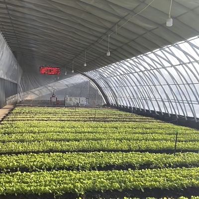Serra per la coltivazione di fiori a pellicola vegetale con irrigazione a goccia e copertura di fogli di plastica