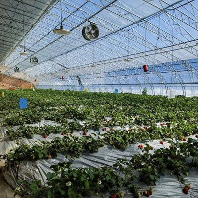 Serra per la coltivazione di fiori a pellicola vegetale con irrigazione a goccia e copertura di fogli di plastica