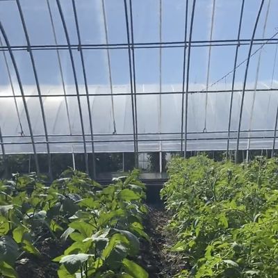 Serra per la coltivazione di fiori a pellicola vegetale con irrigazione a goccia e copertura di fogli di plastica