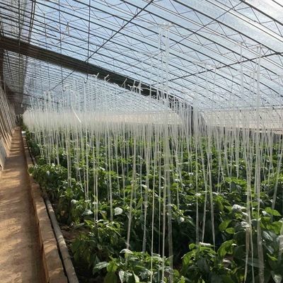 Serra per la coltivazione di fiori a pellicola vegetale con irrigazione a goccia e copertura di fogli di plastica