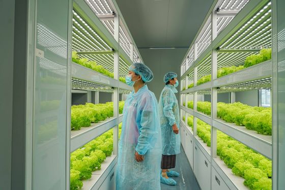 Sistema di illuminazione per l'agricoltura dei container con tempi di consegna stimati e bassi costi di spedizione