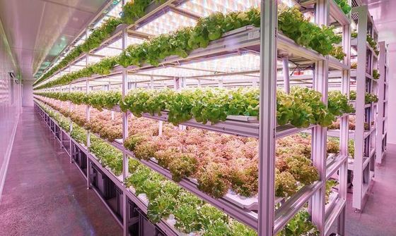 Sistema di illuminazione per l'agricoltura dei container con tempi di consegna stimati e bassi costi di spedizione