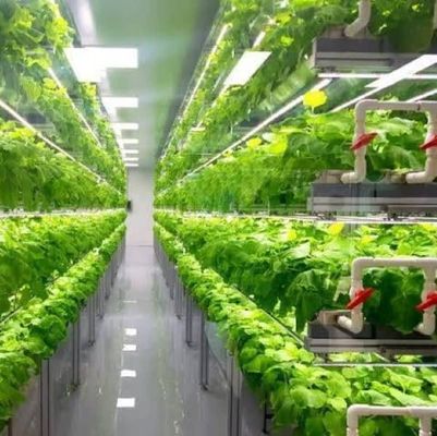 Dipartimento Spedizioni Container Serra Soluzione di illuminazione a LED per la coltivazione di ortaggi