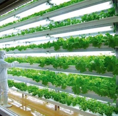 Dipartimento Spedizioni Container Serra Soluzione di illuminazione a LED per la coltivazione di ortaggi