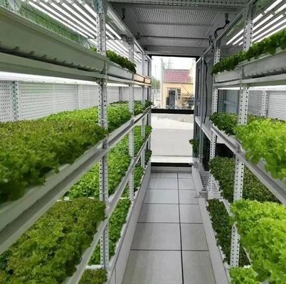 Dipartimento Spedizioni Container Serra Soluzione di illuminazione a LED per la coltivazione di ortaggi